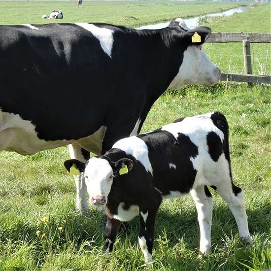 Milking