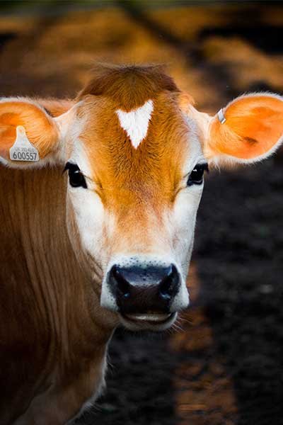 Cow Shelter & Care